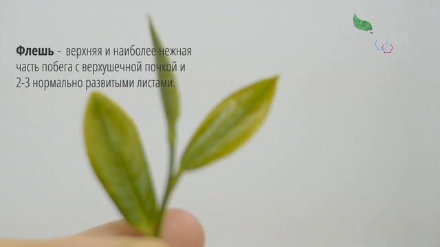 Из чего делается чай? Сырье для производства чая. Чайные побеги, почки, флеши. смотреть онлайн