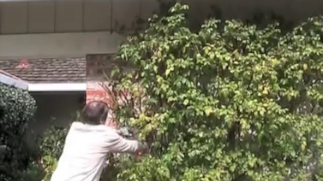 Rose Sally Holmes - Winter Pruning