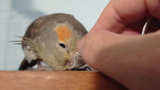 Яйценосная Птица! смотреть онлайн