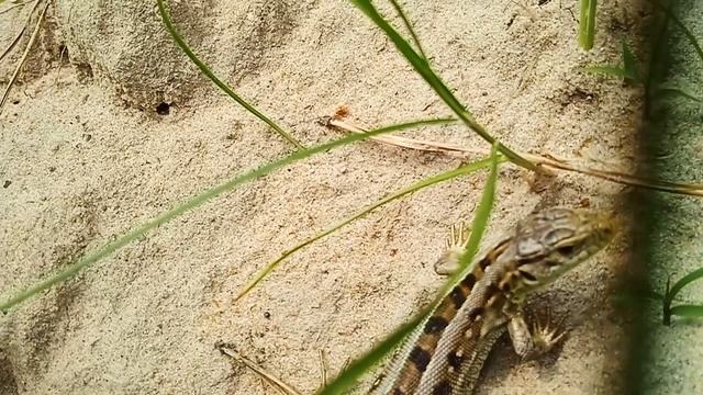 Ящерка-Предок динозавров смотреть онлайн