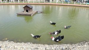 Сочи Парк Отель - обзор территории, еды и номера и отзыв.