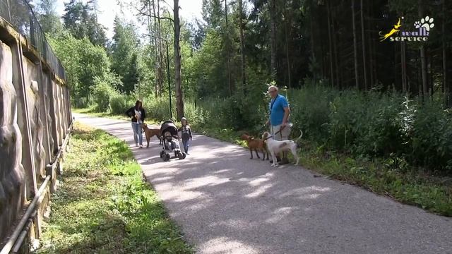 Дрессировка, Тина трейдинг, как научить, команда, апорт, Риджбек, Порселен, Выжла смотреть онлайн