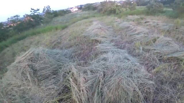 Заготовка сена| Классное время суток| Кто чем кормит| Цена на кролика смотреть онлайн