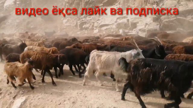 Ромит дарасида йул йулакай сёмка хисори қуй смотреть онлайн