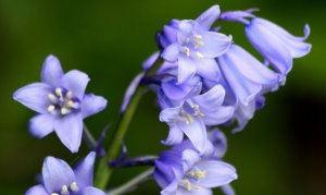 Бубенчик (Аденофора) РЕЛАКСТЕРАПИЯ ВАЛЬС ИМПРОВИЗАЦИЯ композитор Виктор Анохин #instrumental #цветы