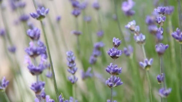 15 минут релакса пение птиц, шум водопада.