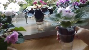 Фиалки. Обрываем цветоносы при первом цветении!!! ??? Покажу на примерах своих молодых фиалок.