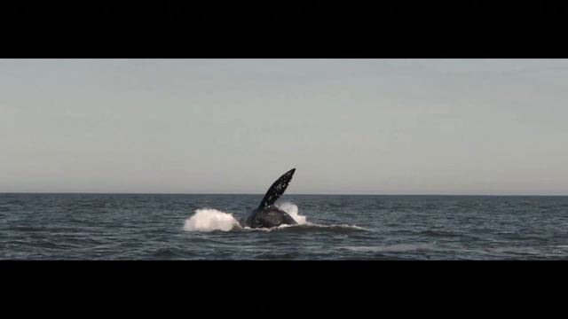 Серые киты Сахалина Sakhalin gray whale смотреть онлайн