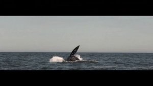 Серые киты Сахалина Sakhalin gray whale