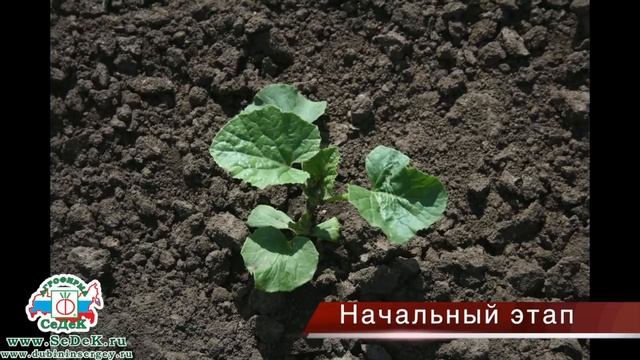 Как выращивать бахчевые. смотреть онлайн