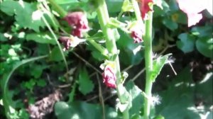 ВЕРБАСКУМ  Выращивание из семян