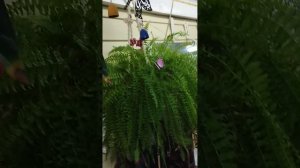 Эфиопская калла. Выращивание и уход в домашних условиях.