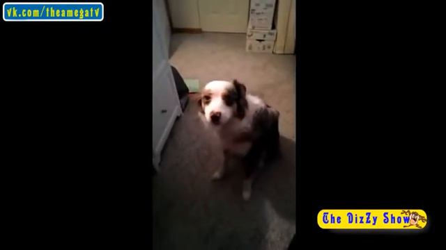 прикольноые видео умирал от смеха смотреть онлайн