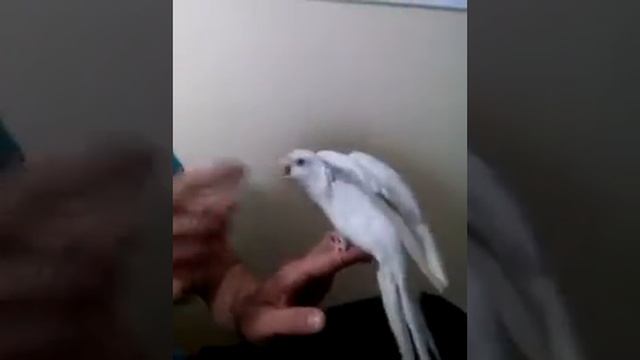 Очень злой попугай корелла смотреть онлайн