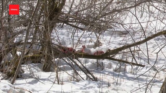 Бродячие собаки растерзали косулю в заповеднике Столбы. Красноярск. смотреть онлайн