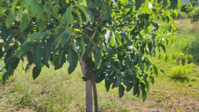 Testiranje Flaksa / Niti Za Košnju Trimerom Stihl VS Husqvarna