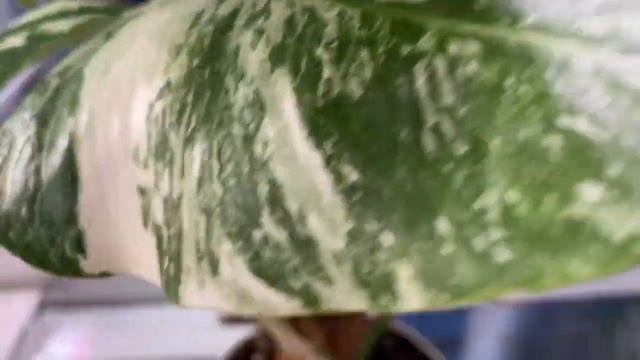 Будни цветовода | Поливаю цветы, протираю окно, обзор цветов | 14.03.2022г. смотреть онлайн