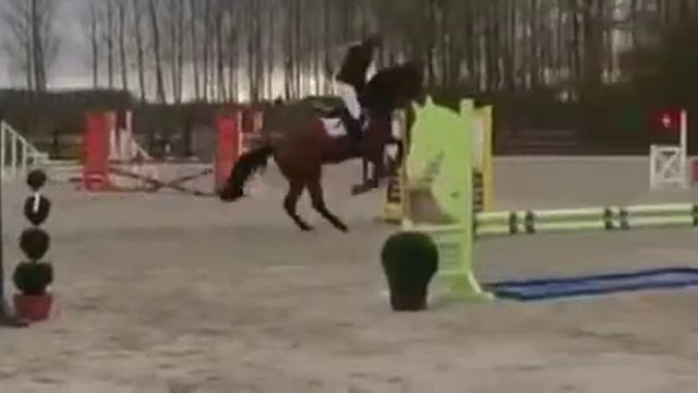Fuerto (Numero uno x burggraaf) 4jarige Kortessem смотреть онлайн