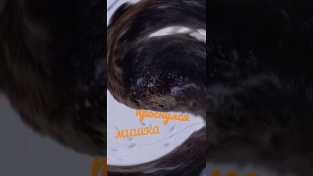 Весна пришла. Медведь проснулся. Выход из берлоги после зимней спячки. смотреть онлайн