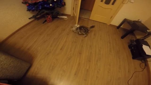 Мейн Кун Шэри и стеклянный шар ))) смотреть онлайн