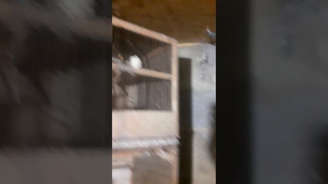Як зберегти червоний окрас в канарейках. смотреть онлайн