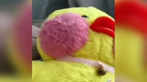 уточки ЛАЛАФАНФАН из ТТ