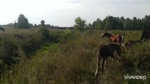 Продажа лошадей через транспортную компанию. смотреть онлайн