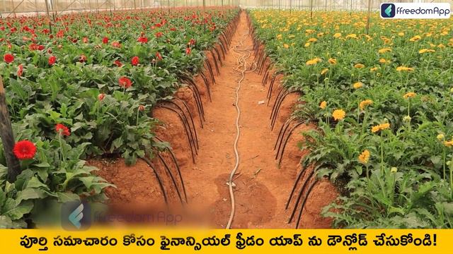 Polyhouse Flower Farming in Telugu - How to Start a Polyhouse Gerbera Flower Farming? | Part 1 смотреть онлайн