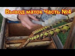 Вывод маток Часть №4, Проверка маточников на приём. Ставим защитные колпачки
