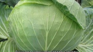 Поздние сорта капусты