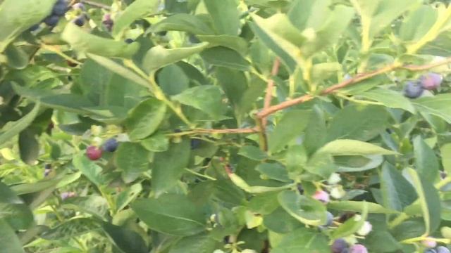 Здоровое Питание и Диеты