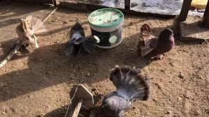 Продажа голубей Индийских павлинов