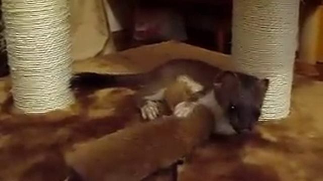 Mustela erminea, Горностай домашний смотреть онлайн