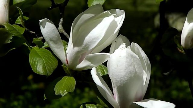 Magnolia soulangeana Brozzoni смотреть онлайн