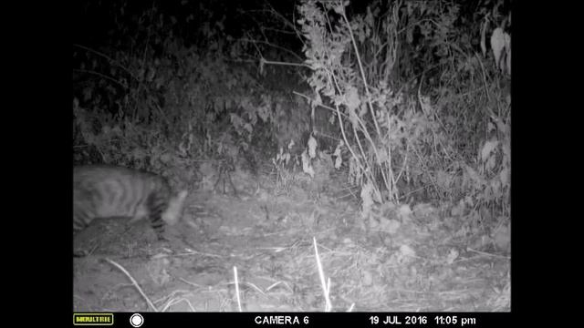 Felis silvestris catus смотреть онлайн