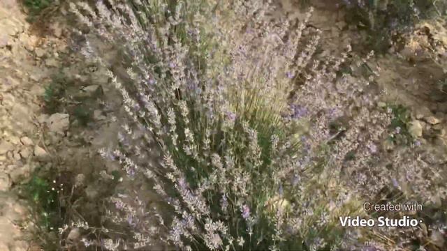 Лавандовое поле г.Перечин #лаванда#карпатка#пчеловодство#пасека# смотреть онлайн