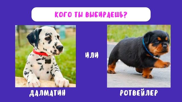 Выбери своего щенка! Новый квиз смотреть онлайн