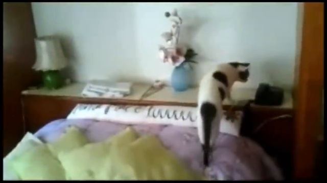 Кот отвечает на звонки смотреть онлайн