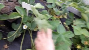 ???СОРТ КЛУБНИКИ ГАРДА???