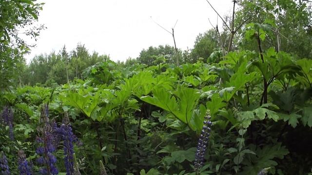 ЗА ГРИБАМИ//ПРО БОРЩЕВИК СОСНОВСКОГО//деревенские будни