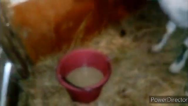 Как повысить удой молока у коз. Пойло для коз. смотреть онлайн