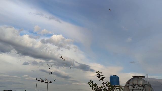 Ленинаканские голуби в Иваново +79085622004 смотреть онлайн