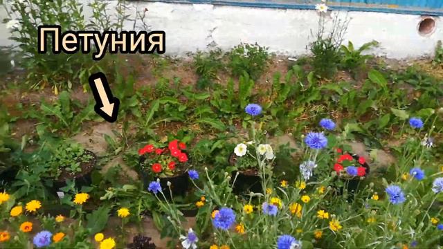 ВАСИЛЬКИ . МАРГАРИТКИ . ВЫРАЩИВАНИЕ ИЗ СЕМЯН !!!! смотреть онлайн