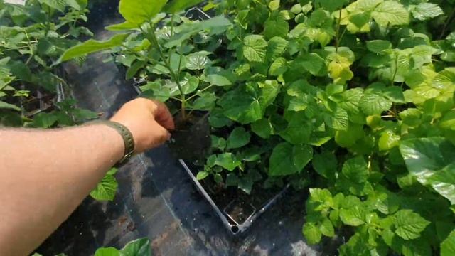 Саженцы которые продаем. смотреть онлайн