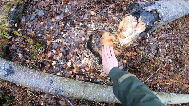 В лесу. смотреть онлайн