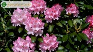 Садовый рододендрон – посадка и уход, выращивание рододендрона и сорта