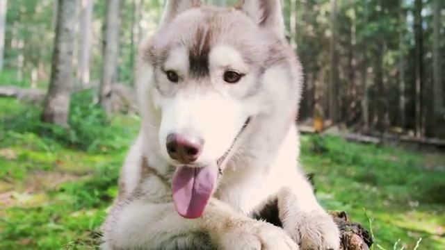 Преданное сердце - Марина Александрова смотреть онлайн