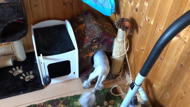 влог: ПЕРВЫЙ ДАЧНЫЙ ВЛОГ! ОБУСТРОИЛИ КОМНАТУ КОТОВ смотреть онлайн