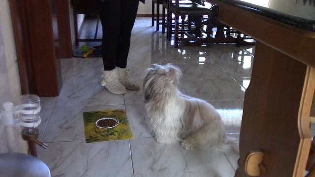 Как стать хозяином-Альфой. Часть 1 - Правила кормления смотреть онлайн