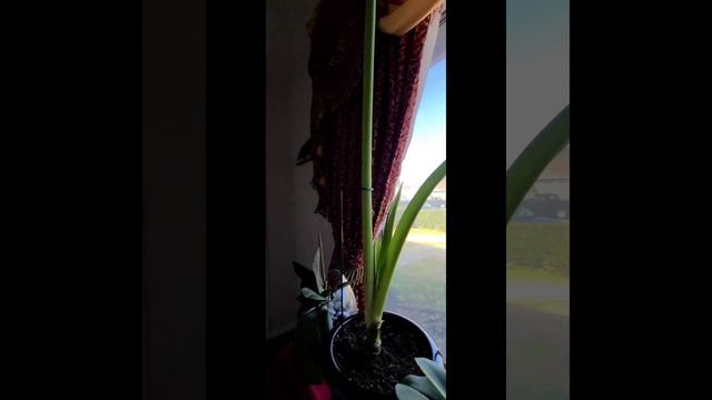 CANDY QUEEN AMARILYS *** PART 2 смотреть онлайн